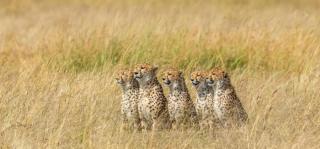 How To Plan An African Safari