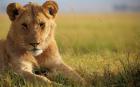 The Roar of Mara