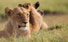 The Lion King Experience