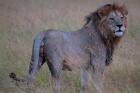 The Roar of Mara
