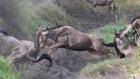 The Roar of Mara