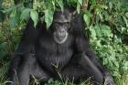 Uganda Chimp Trekking