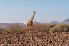 Essence of Namibia