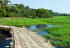 Essence of Assam