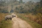 Essence of Assam