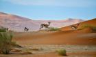 Namibian Adventure Trail