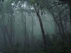Rwanda Gorilla Trek