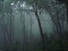 Rwanda Golden Monkey Trek