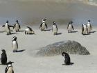 Glimpses of South Africa