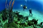 Tropical Blues with Earthy Hues