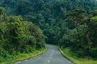 Rwanda Gorilla Trek