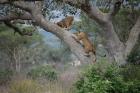 Uganda Gorilla & Wildlife Safari