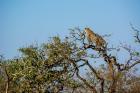 Tiger Trails