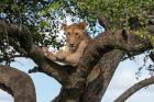 Uganda Gorilla & Wildlife Safari