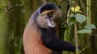 Rwanda Gorilla Trek