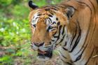 Tiger Trails