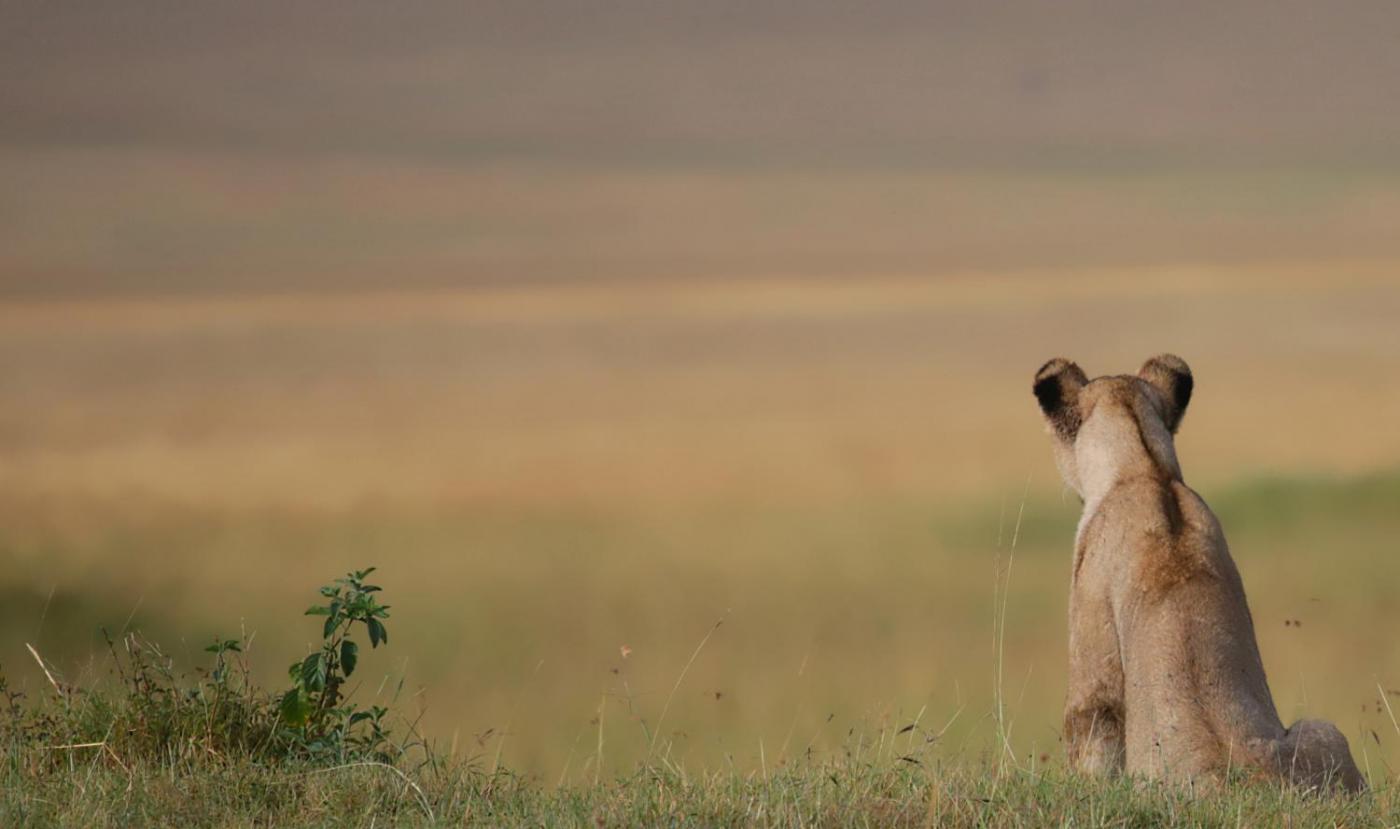 The Lion King Experience