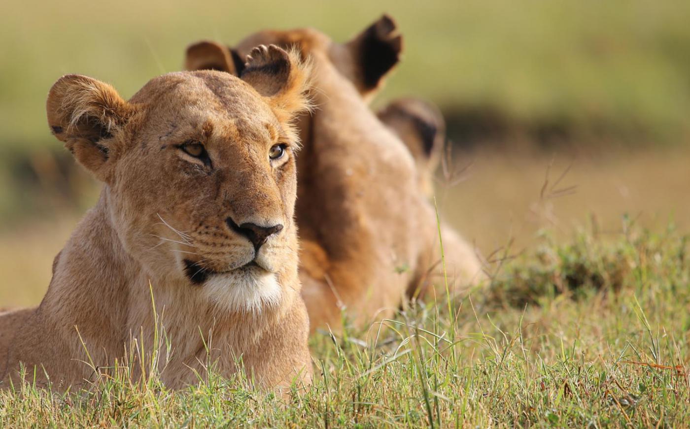 The Lion King Experience