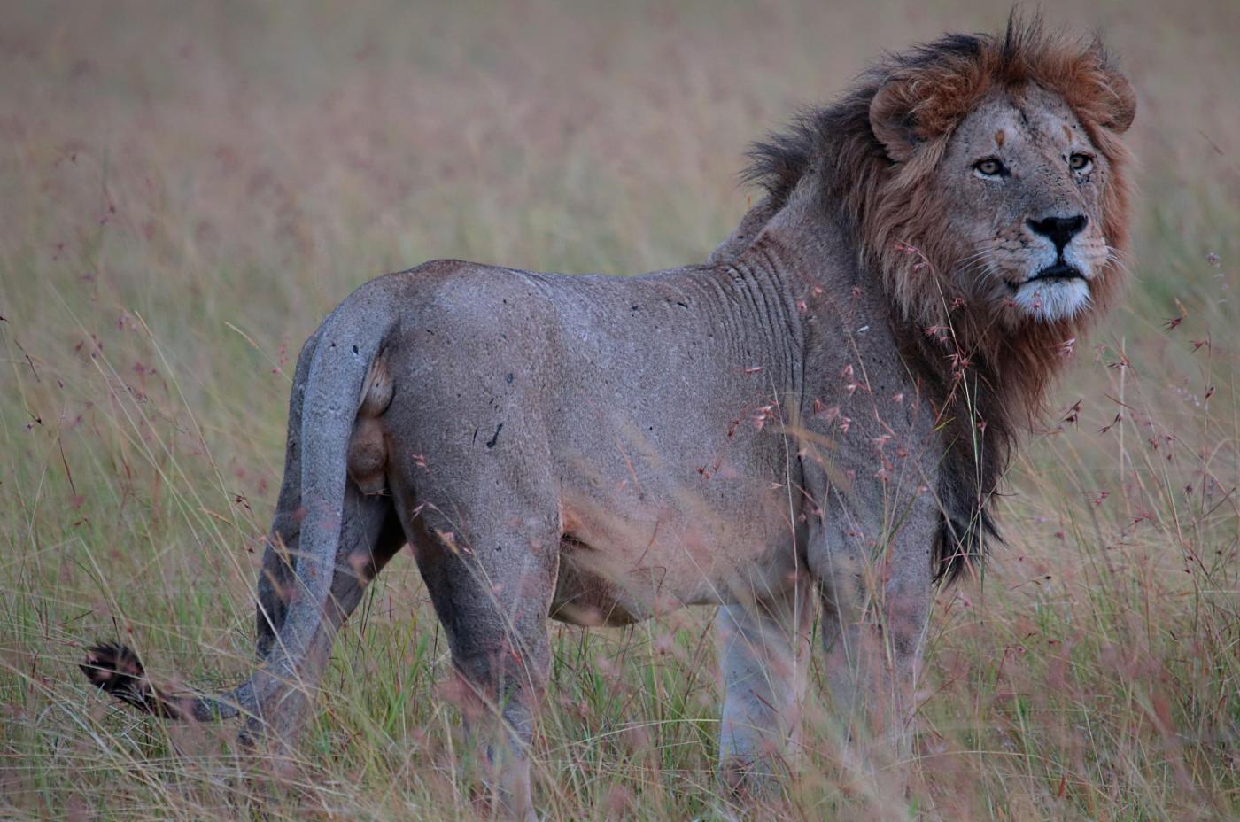 The Roar of Mara