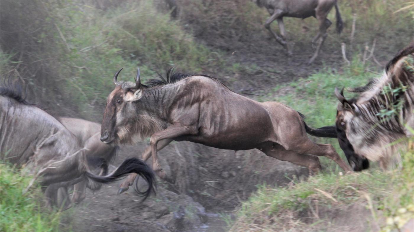 The Roar of Mara