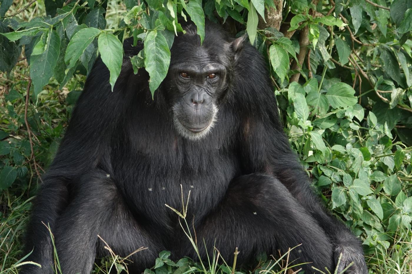Uganda Gorilla & Wildlife Safari