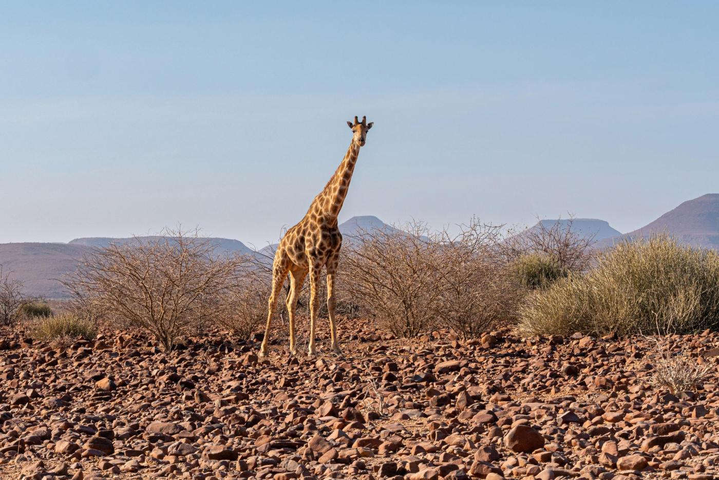 Essence of Namibia