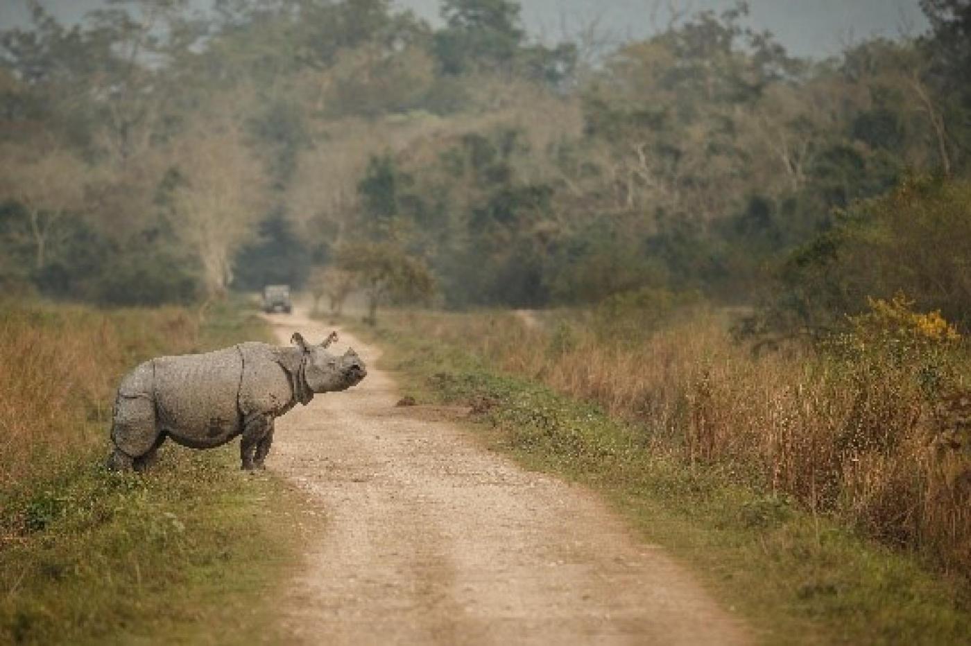 Essence of Assam