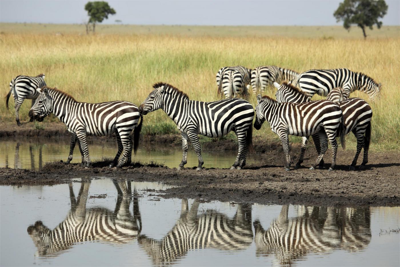 Masai Mara Migration Safari
