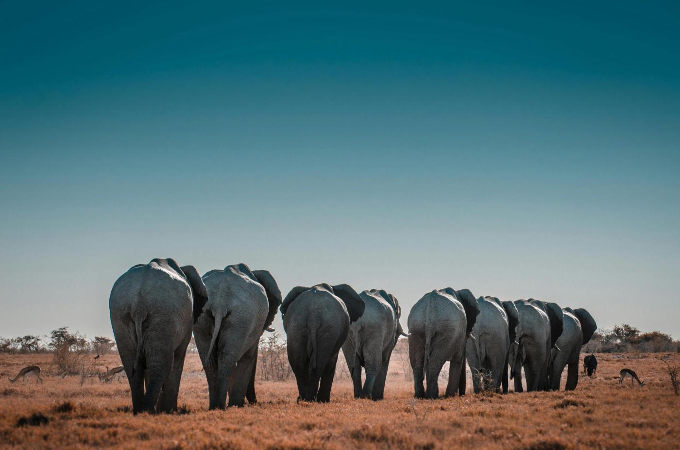 Essence of Namibia