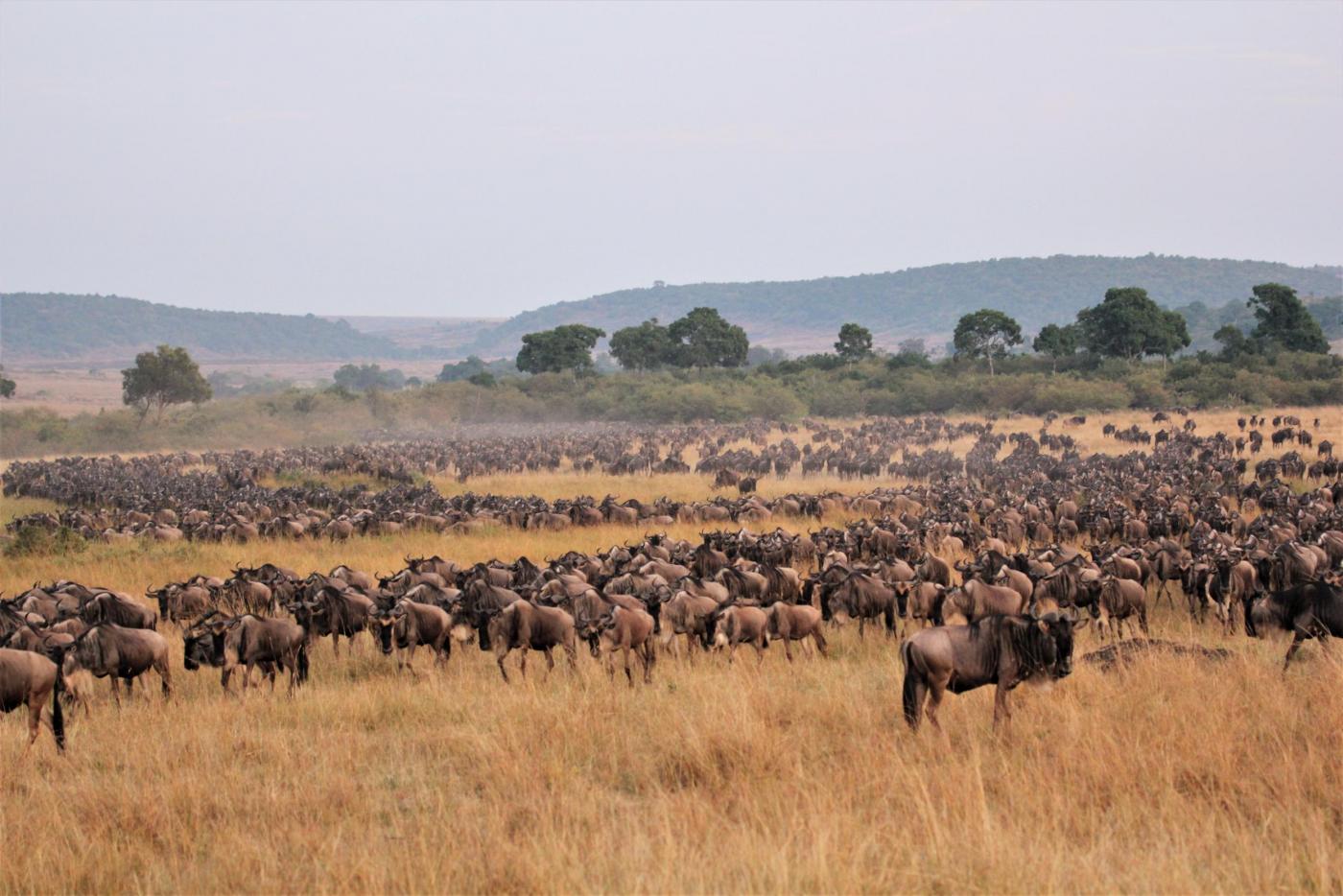 Masai Mara Migration Safari