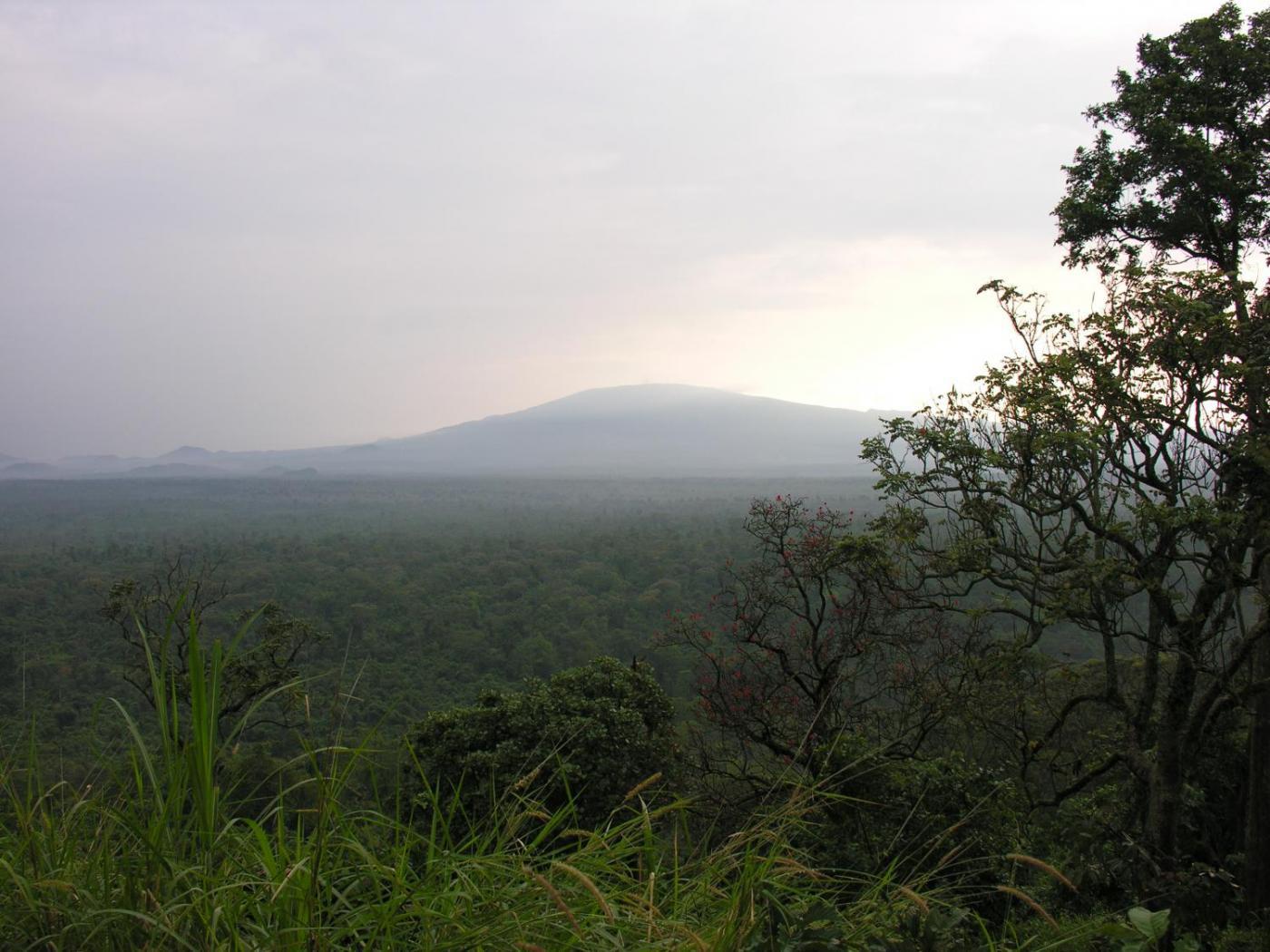 Rwanda Gorilla Trek