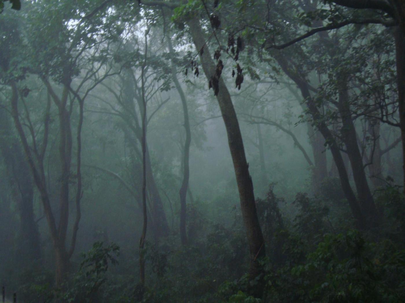 Rwanda Gorilla Trek