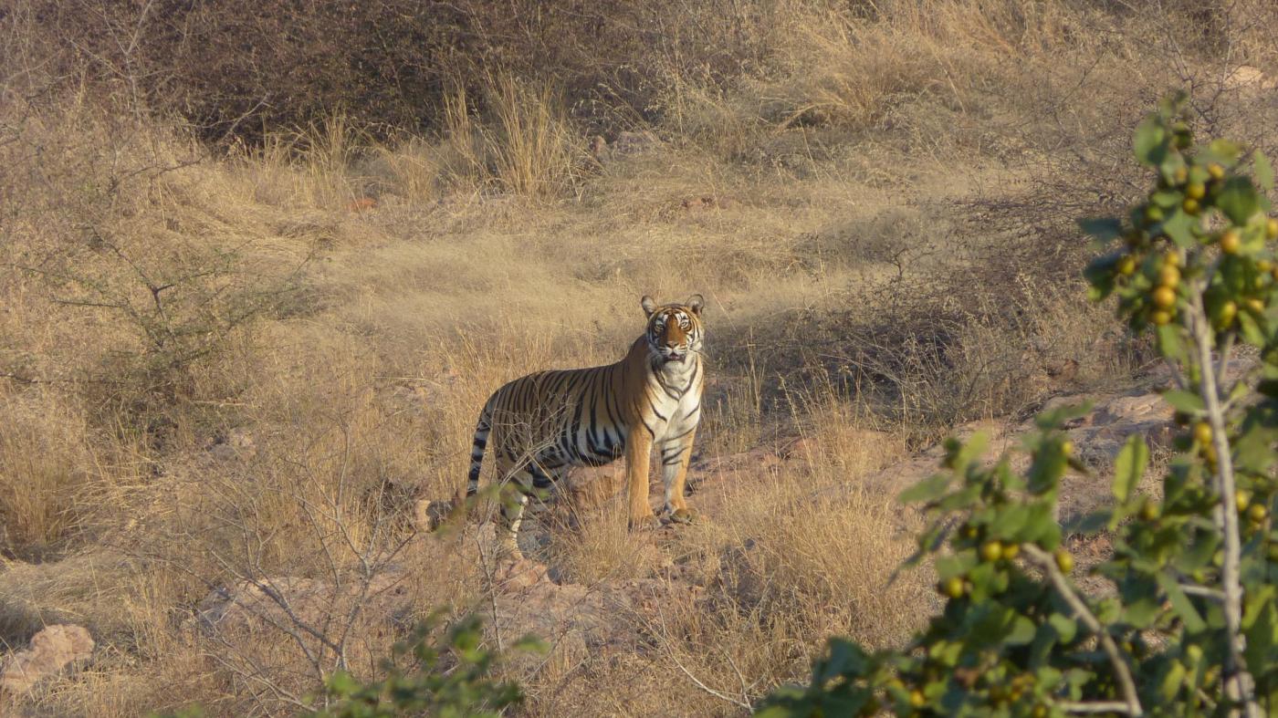Tiger Trails