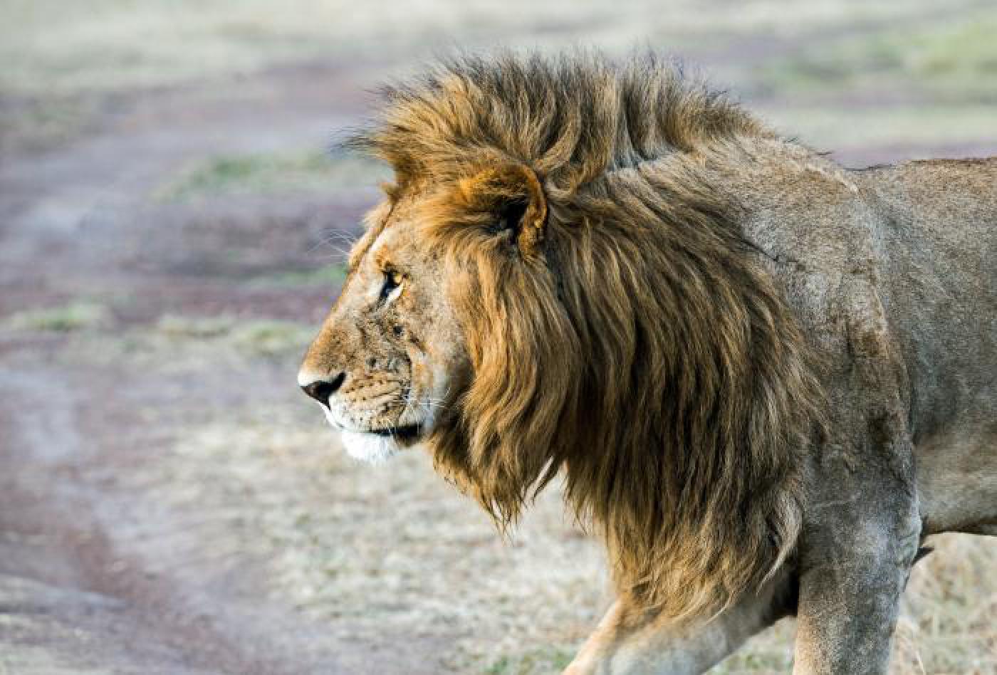 The Lion King Experience