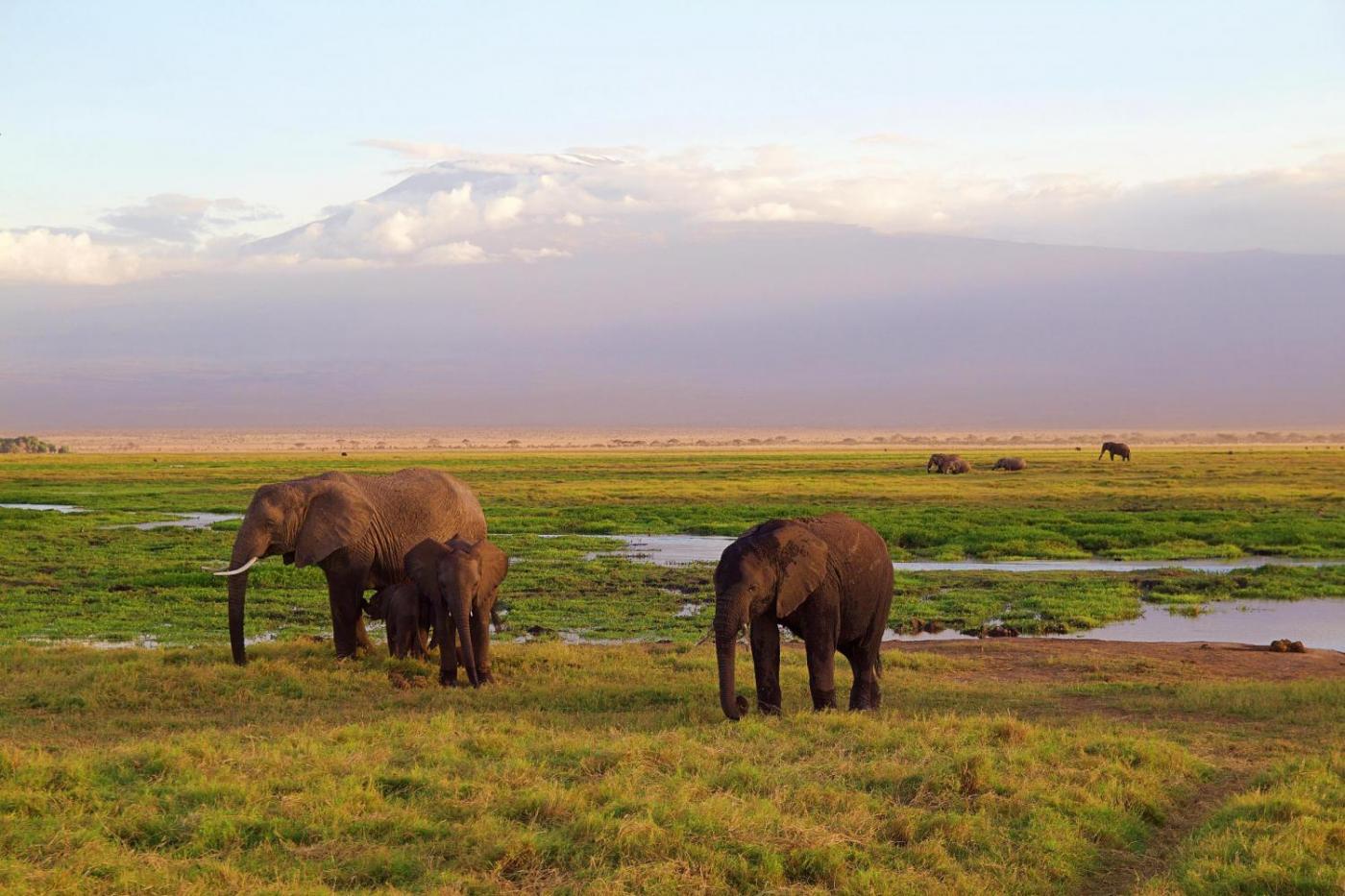Mighty Kilimanjaro Lemosho Rt.
