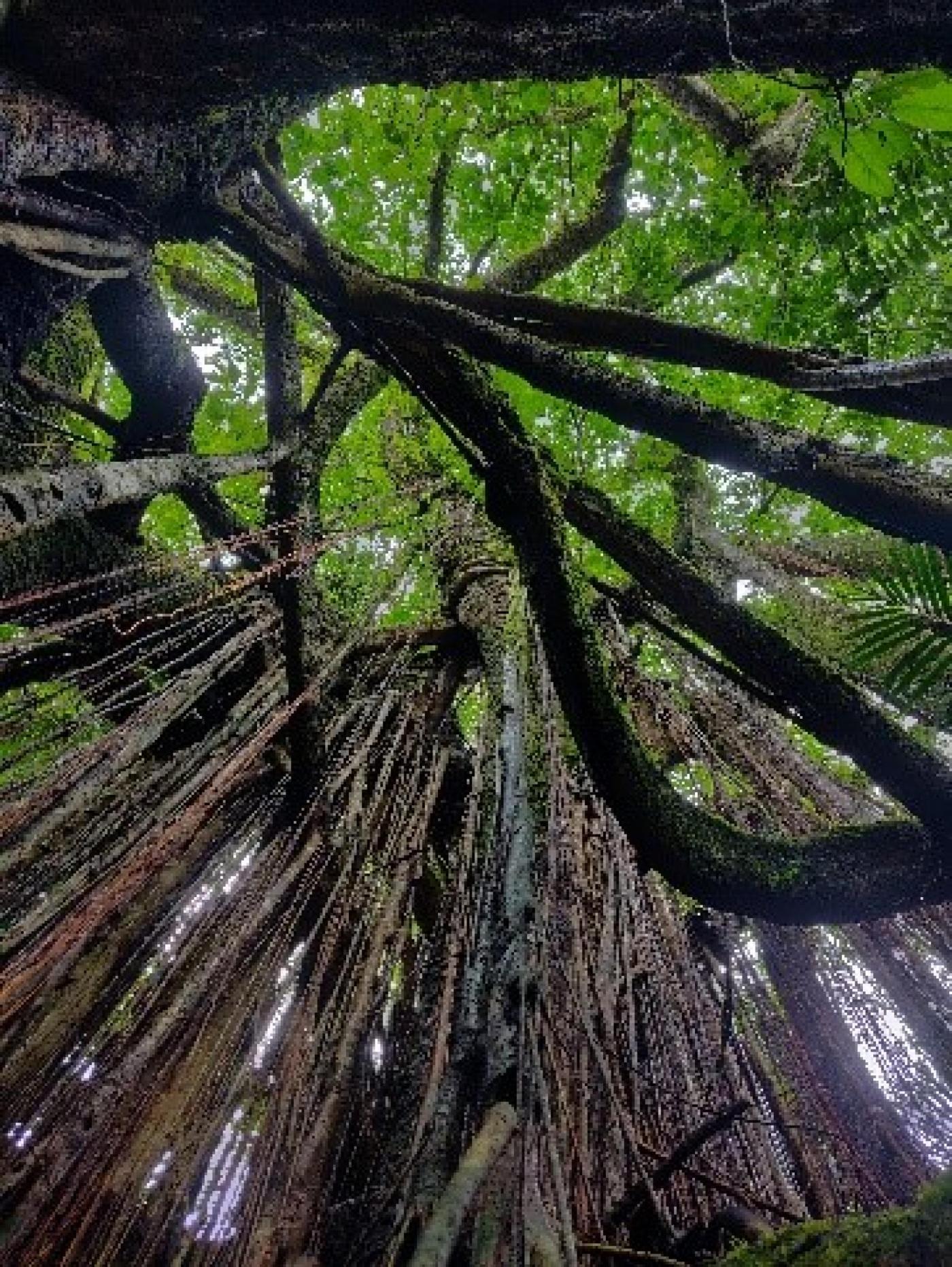 Enchanting Meghalaya