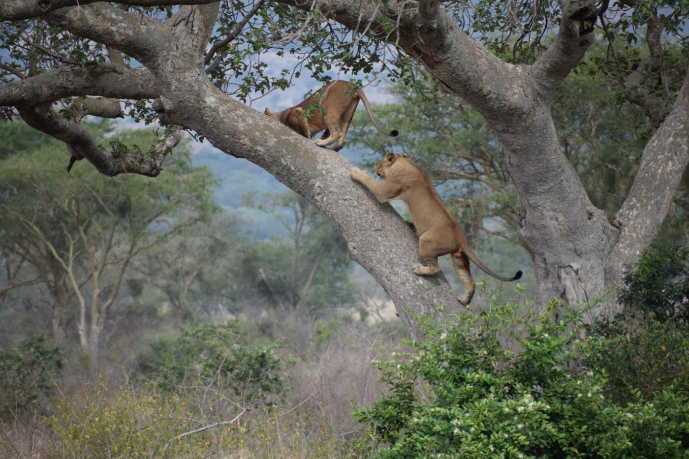 Uganda Gorilla & Wildlife Safari