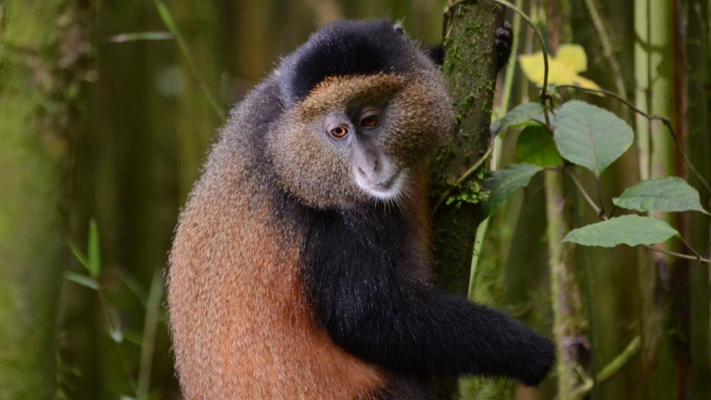 Rwanda Gorilla Trek